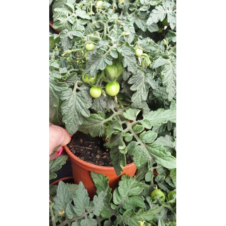 Балконски (саксийни) домати червени в саксия